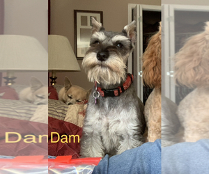 Mother of the Schnauzer (Miniature) puppies born on 03/05/2026