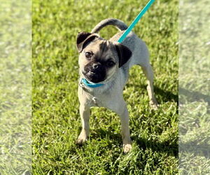 Puggle Dogs for adoption in Corona, CA, USA