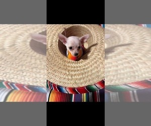 Chihuahua Puppy for Sale in SHERMAN, Texas USA