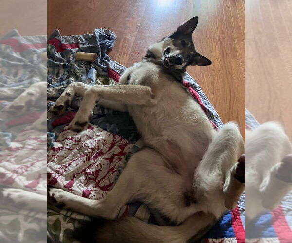 Medium Photo #4 Gerberian Shepsky Puppy For Sale in Candler, NC, USA