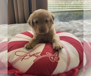 Medium Labrador Retriever