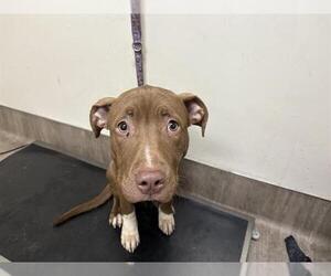 American Pit Bull Terrier Dogs for adoption in Pasadena, CA, USA