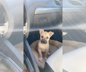 Mutt-Unknown Mix Puppy for sale in SAN BERNARDINO, CA, USA