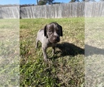 Small Photo #2 German Shorthaired Pointer Puppy For Sale in ELIZABETH CITY, NC, USA