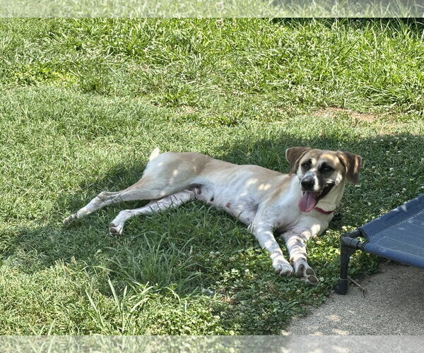 Medium Photo #3 Anatolian Shepherd-Unknown Mix Puppy For Sale in Raleigh, NC, USA