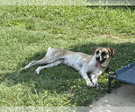 Small #2 Anatolian Shepherd Mix