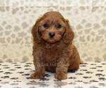 Small #2 Cavapoo