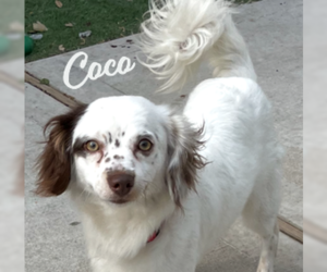 Cavalier King Charles Spaniel-Unknown Mix Dogs for adoption in HOUSTON, TX, USA