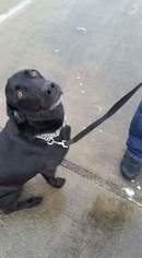 Labrador Retriever Dogs for adoption in SPOKANE, WA, USA