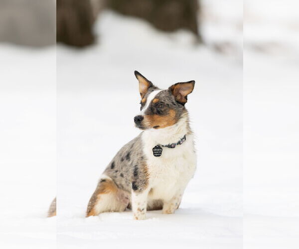 Medium Photo #6 Mutt Puppy For Sale in Garden City, NY, USA