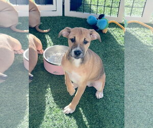 Black Mouth Cur-Unknown Mix Dogs for adoption in Sanford, FL, USA