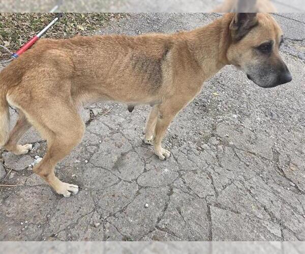 Medium Photo #1 German Shepherd Dog-Unknown Mix Puppy For Sale in Houston, TX, USA