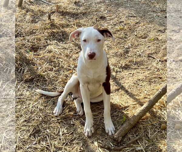 Medium Photo #4 Pointer-Unknown Mix Puppy For Sale in McCormick, SC, USA