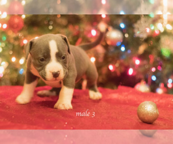 Medium Photo #2 American Bully Puppy For Sale in HOUSTON, TX, USA