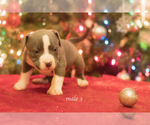 Small Photo #2 American Bully Puppy For Sale in HOUSTON, TX, USA