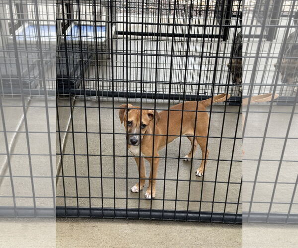 Medium Photo #3 Mutt Puppy For Sale in Pottstown, PA, USA