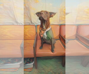 Chocolate Labrador retriever-Unknown Mix Dogs for adoption in Martinsburg, WV, USA