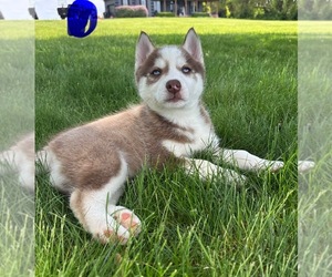Siberian Husky Puppy for sale in FRANKLIN, IN, USA