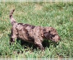Small Photo #67 Goldendoodle Puppy For Sale in HOWARD CITY, MI, USA