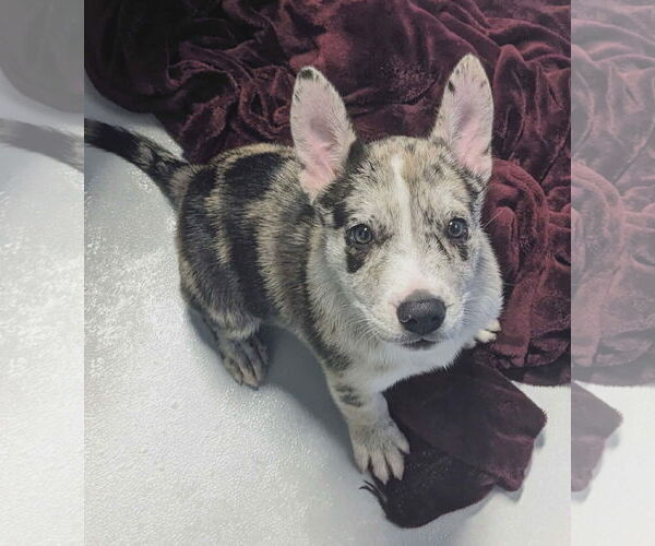 Medium Photo #2 Mutt Puppy For Sale in Woodbury, NY, USA