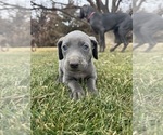 Puppy yellow Weimaraner