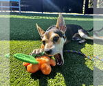 Small #1 Chihuahua