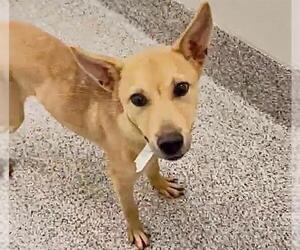 Labsky Dogs for adoption in Houston, TX, USA