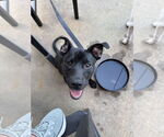 Small #2 Mutt