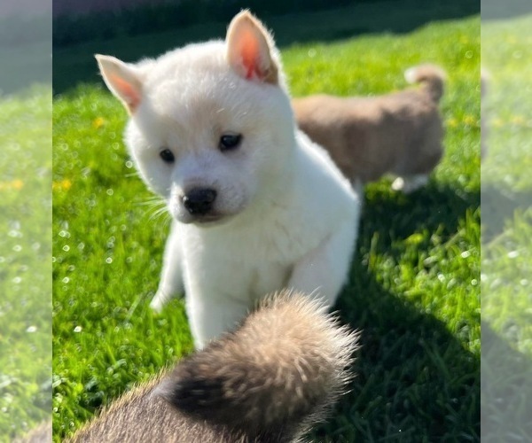 Medium Photo #5 Shiba Inu Puppy For Sale in COLORADO SPRINGS, CO, USA
