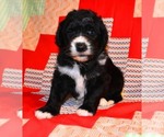 Small #11 Sheepadoodle