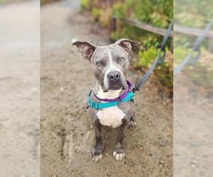 Mutt Dogs for adoption in Chula Vista, CA, USA