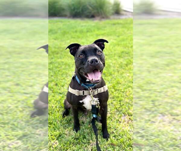 Medium Photo #4 Mutt Puppy For Sale in Pompano Beach , FL, USA