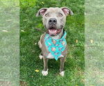 Small #6 American Pit Bull Terrier Mix