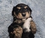 Puppy Hulk Aussiedoodle Miniature 