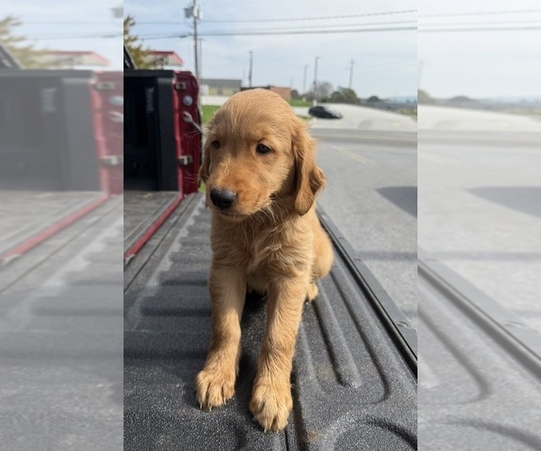 Medium Photo #2 Golden Retriever Puppy For Sale in LAKELAND, FL, USA