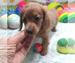 Small #5 Chiweenie