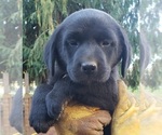 Small #41 Labrador Retriever