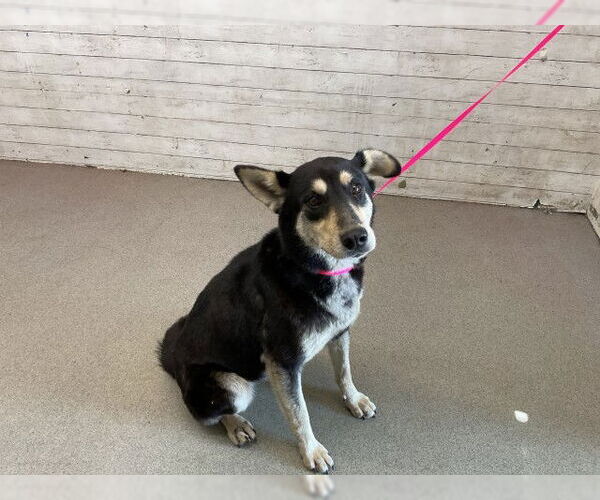 Medium Photo #1 German Shepherd Dog-Unknown Mix Puppy For Sale in San Bernardino, CA, USA