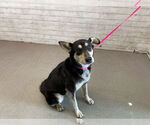 Small German Shepherd Dog Mix