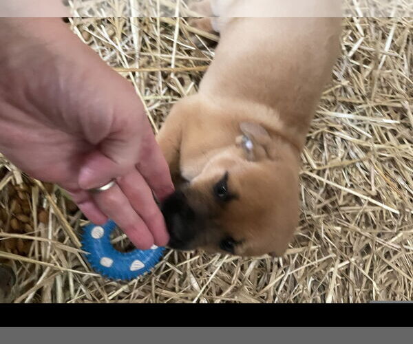 Medium Photo #2 Mountain Cur-Retriever  Mix Puppy For Sale in Tracy City, TN, USA