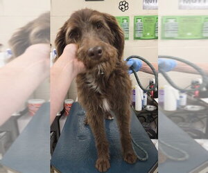 Mutt Dogs for adoption in Mobile, AL, USA