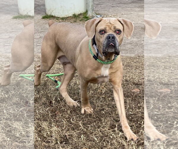 Medium Photo #6 Mutt Puppy For Sale in Virginia Beach, VA, USA