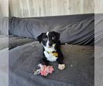 Small #2 Chihuahua Mix