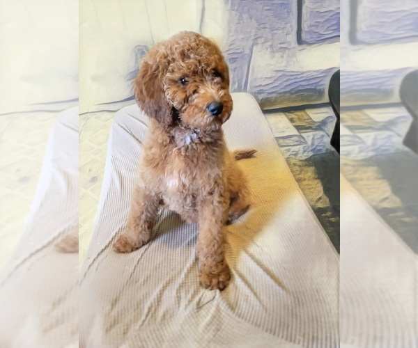 Medium Photo #1 Poodle (Standard) Puppy For Sale in NAPERVILLE, IL, USA