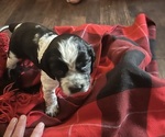 Small #3 English Springer Spaniel