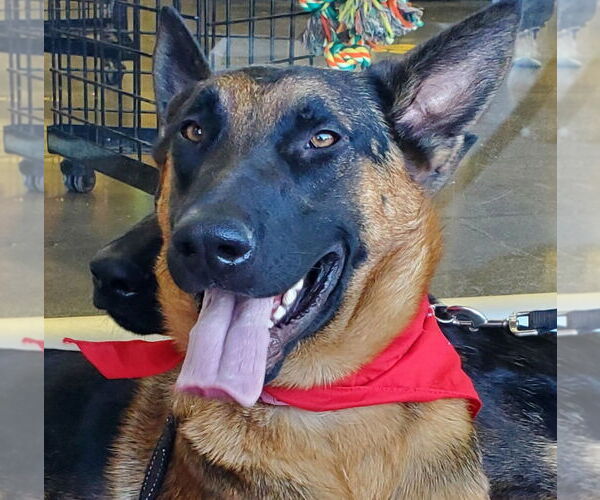 Medium Photo #9 German Shepherd Dog-Unknown Mix Puppy For Sale in Lake Forest, CA, USA
