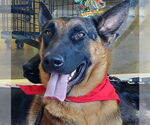 Small #8 German Shepherd Dog Mix