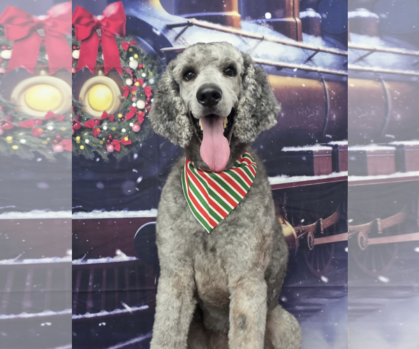 Medium Photo #1 Poodle (Standard) Puppy For Sale in Kankakee, IL, USA