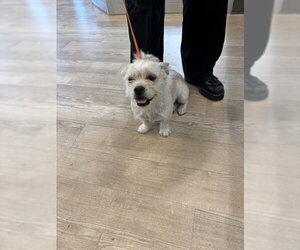 Mutt Dogs for adoption in Pearland, TX, USA