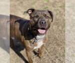 Small #4 American Pit Bull Terrier